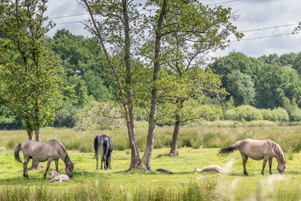 Horses graze in the green surroundings of GrensPark KempenBroek