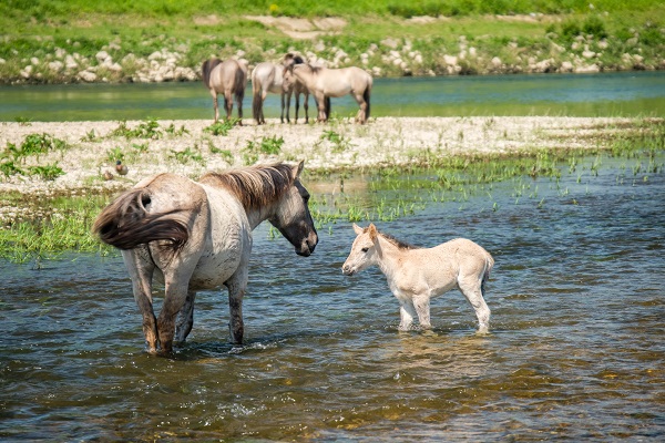 Mother Konik horse and foal stand in water at Koningssteen nature reserve