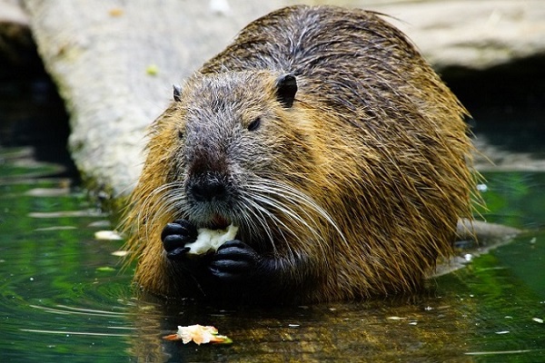 Search for Beavers in RivierPark Maasvallei